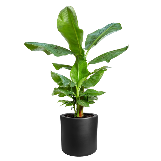 pure cilinder wheels 40 noir